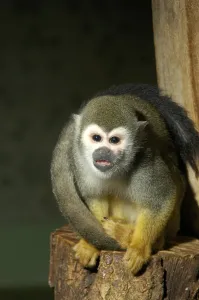 New World Primate Images Prints: Squirrel monkey (Saimiri sciureus)