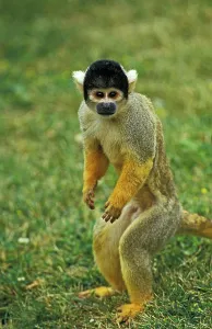 Squirrel Monkey Prints: SQUIRREL MONKEY (saimiri sciureus)