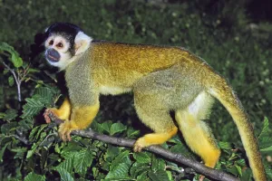 Squirrel Monkey Prints: SQUIRREL MONKEY (saimiri sciureus)