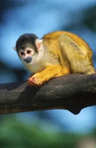 Squirrel Monkey Prints: Squirrel Monkey (Saimiri sciureus)
