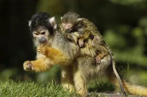 New World Primate Images Prints: Squirrel Monkey (Saimiri sciureus)