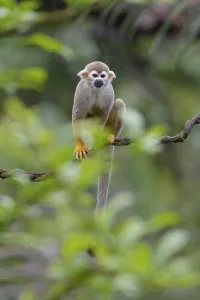 Common Squirrel Monkey Prints: Squirrel Monkey (Saimiri sciureus), captive