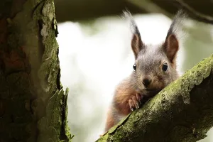 Squirrel Rodent (Sciurus) Print