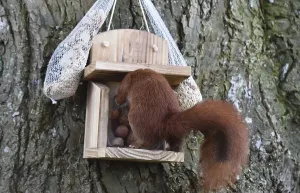 Eco Friendly Bird Feeders Prints: Squirrel (Sciurus) eats hazelnuts at the feeder