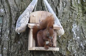 Eco Friendly Bird Feeders Prints: Squirrel (Sciurus) eats hazelnuts at the feeder