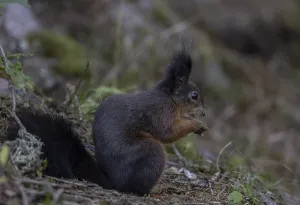 Squirrel (Sciurus) eats nut