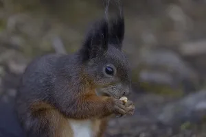Animal Feeding Habits Prints: Squirrel (Sciurus) eats nut