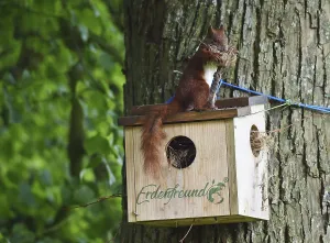 Deciduous Tree Animals Prints: Squirrel (Sciurus) fetches nesting material from a nesting hole on a lime tree