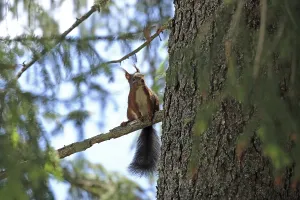 Southern Germany Animal Photos Prints: Squirrel (Sciurus) sitting on a tree trunk