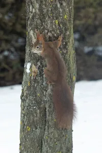 Tree Trunk Animals Prints: Squirrel (Sciurus vulgaris)