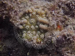 Structural coral with complex patterns and textures