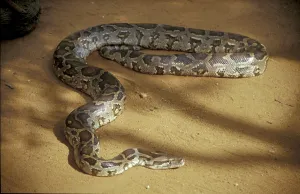 Constrictor Snake Prints: Tiger python (Python molurus)