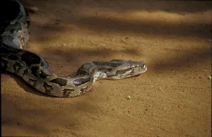 Constrictor Snake Prints: Tiger python (Python molurus)