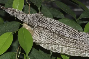 Tiger python, stripped skin (Python molurus bivittatus)