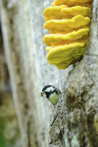 Southern Germany Nature Views Prints: Tit looking curiously out of a tree