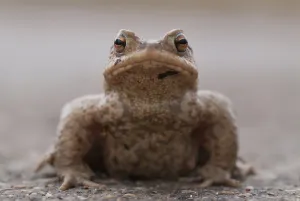 Amphibian Conservation Prints: Toad (Bufo bufo)