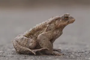 Amphibian Conservation Prints: Toad (Bufo bufo)