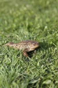 Framed Print : Toad (Bufo bufo complex) on the grass Print Framed Print : Toad (Bufo bufo complex) on the grass Print