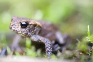 Close Up Wildlife Shots Prints: Toad close up in a bog