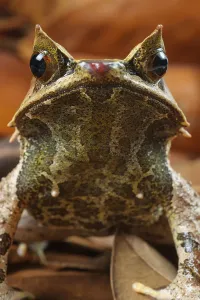 Batrachian Animals Prints: Toad frog, Toad frog, Toad frog