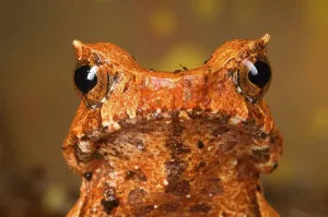 Holarctic True Frogs Images Prints: Toad frog, Toad frogs, Toad frogs