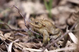 Amphibian Conservation Prints: Toad migration