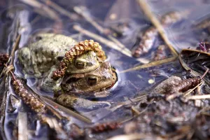 Toad Migration Prints: Toad migration
