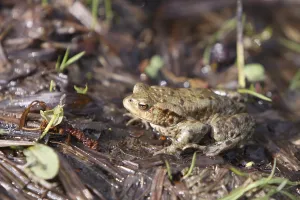 Toad Migration Prints: Toad migration