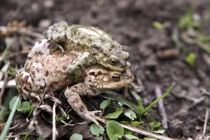 Amphibian Reproduction Prints: Toad migration