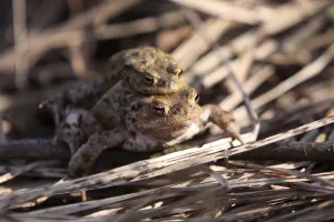 Amphibian Reproduction Prints: Toad migration
