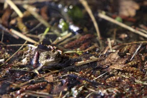Animal Welfare Conservation Prints: Toad migration