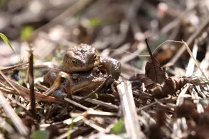 Batrachian Reproduction Prints: Toad migration