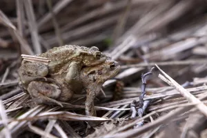 Amphibian Reproduction Prints: Toad migration