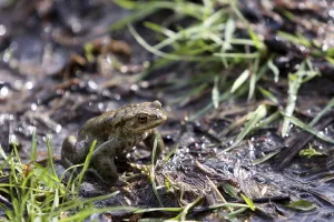 Amphibian Reproduction Prints: Toad migration