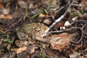 Amphibian Reproduction Prints: Toad migration