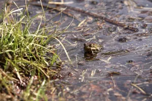 Amphibian Reproduction Prints: Toad migration