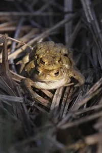 Amphibian Reproduction Prints: Toad migration