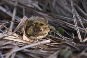 Amphibian Reproduction Prints: Toad migration