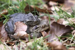 Environmental Protection Wildlife Prints: Toad migration