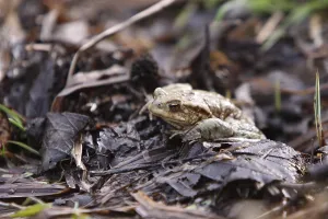 Amphibian Reproduction Prints: Toad migration