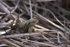 Eco Friendly Environment Prints: Toad migration