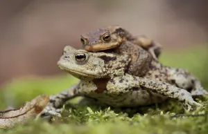 Amphibian Conservation Prints: Toad migration (Bufo bufo)