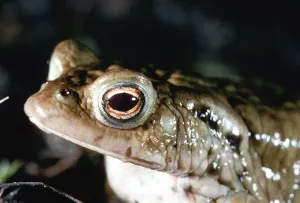 Animal Portraits Germany Prints: Toad migration, Common Toad (Bufo bufo)