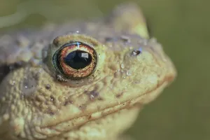 Batrachian Wildlife Images Prints: Toad shot in the macro range