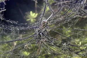 Amphibian Reproduction Prints: Toad spawn