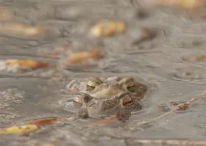 Amphibian Conservation Prints: Toads spawning (Bufo bufo)
