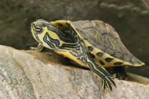 Aquarium Animals Prints: Tortoise (Trachemys scripta scripta)