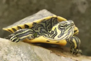 Aquarium Animals Prints: Tortoise (Trachemys scripta scripta)