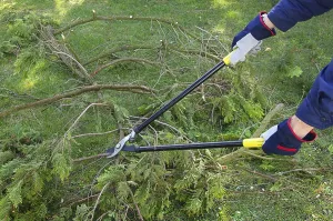Deciduous Tree Care Prints: Tree pruning, tree cutting