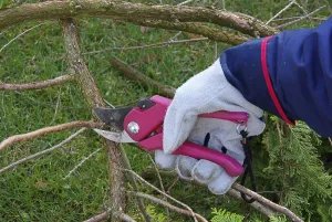 Deciduous Tree Care Prints: Tree pruning, tree cutting